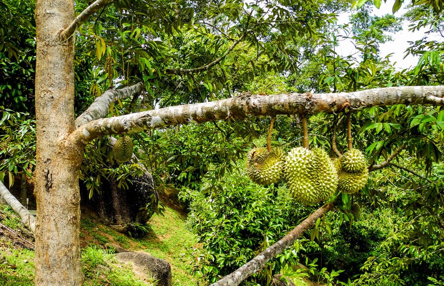durian on the tree