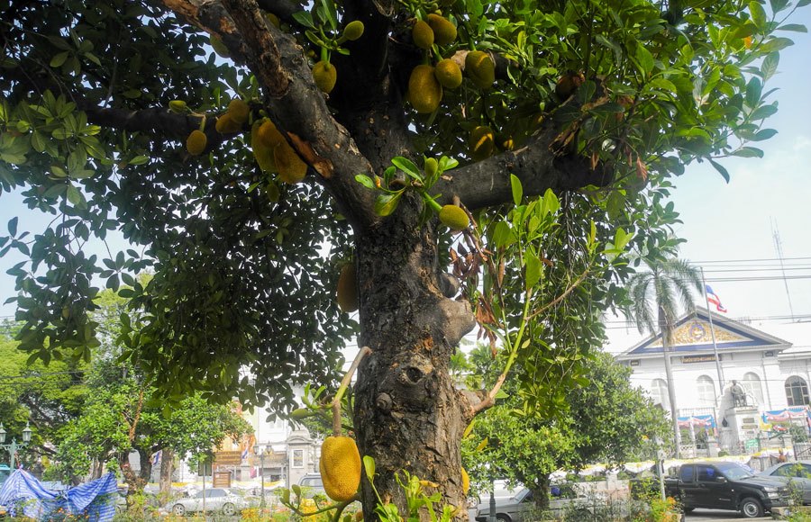 jackfruit