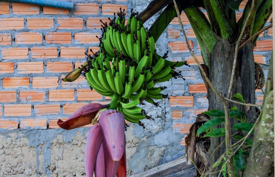 how bananas grow