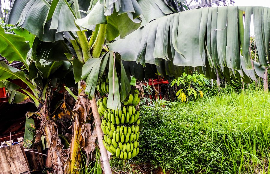 how bananas grow