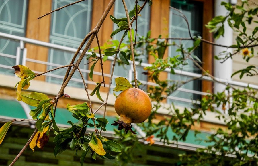 pomegranate in Thailand