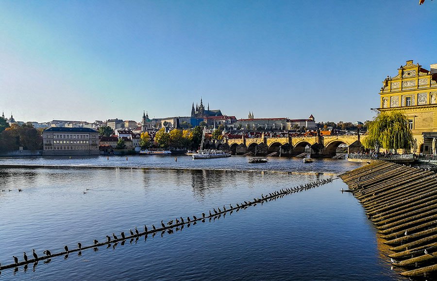 Penguins on the Vltava